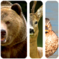 Voices of animals for hunting icon