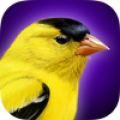 iBird Yard Plus Guide to Birds Mod