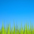 Grass LWP [Revamped+PRO] icon