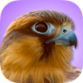 iBird Pro Birds North America Mod