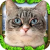 Stray Cat Simulator Mod apk