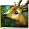 Forest HD‏ Mod