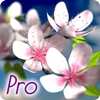Spring Flowers 3D Parallax Pro Mod Apk 1.0.2 [Dibayar gratis][Pembelian gratis]
