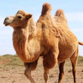 The Camel icon