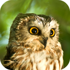 Owl Sounds Mod