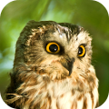 Owl Sounds Mod