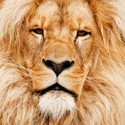 Animal Sounds Mod Apk [Remove ads][Mod speed]