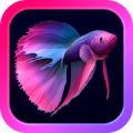 Bettarium - Betta Fish Tank Mod
