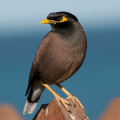 Myna Bird Sound Ringtones APK