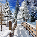 Winter Landscapes Wallpaper APK