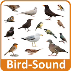 Bird Sounds Mod Apk