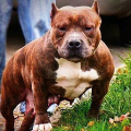 Pitbull Wallpapers HD APK