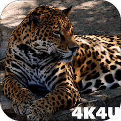 4K Jaguar Live Wallpaper Mod Apk