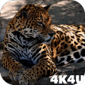 4K Jaguar Live Wallpaper Mod