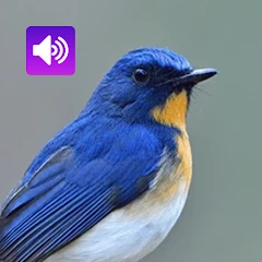 Bird Sounds: Ringtone,Alarm Mod Apk [Remove ads][Mod speed]