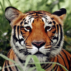 Tiger Wallpapers Mod Apk