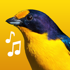 Birdsong Brazil Mod Apk