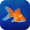 Goldfish 3D Relaxing Aquarium Mod