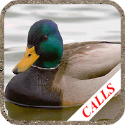 Duck hunting calls Mod Apk