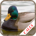 Duck hunting calls APK