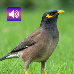 Myna Bird: Sounds & Ringtones Mod Apk