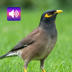 Myna Bird: Sounds & Ringtones Mod Apk [Remove ads][Mod speed]