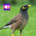 Myna Bird: Sounds & Ringtones Mod