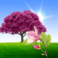 Sakura Live Wallpaper Lite APK