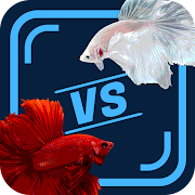 Adu Ikan Cupang Mod Apk