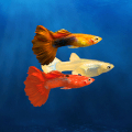 My Guppy APK