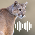 Cougar Hunting Calls APK