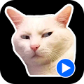 Cat Meme Animated Stickers APK