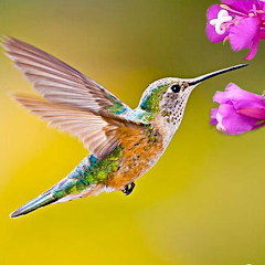 The Hummingbird Mod Apk