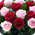 Rose Wallpaper , Rose Images APK