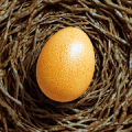 Egg Journey icon