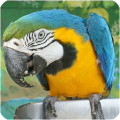 Bird Sounds - Free songs Mod Apk