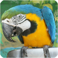 Bird Sounds - Free songs APK