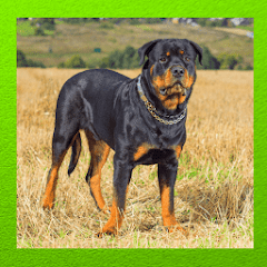 Rottweiler Dog Mod