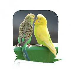 Pet Bird Care Mod Apk