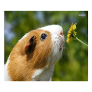 Guinea Pig Communicator Mod Apk