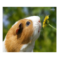 Guinea Pig Communicator APK