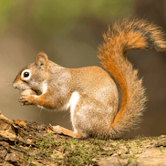 Squirrel Hunting Calls Mod Apk