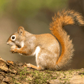 Squirrel Hunting Calls APK