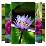 Water Lilies Flower Wallpapers Mod