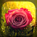 Rosas APK