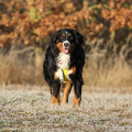 Bernese Mountain Dog Mod