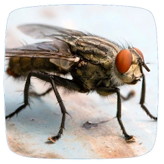 Fly Sounds