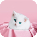 Cute Kitten Wallpapers Mod