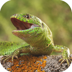 LIZARD SIMULATOR Mod