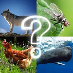 ZOO sounds quiz Mod Apk [Remove ads][Mod speed]